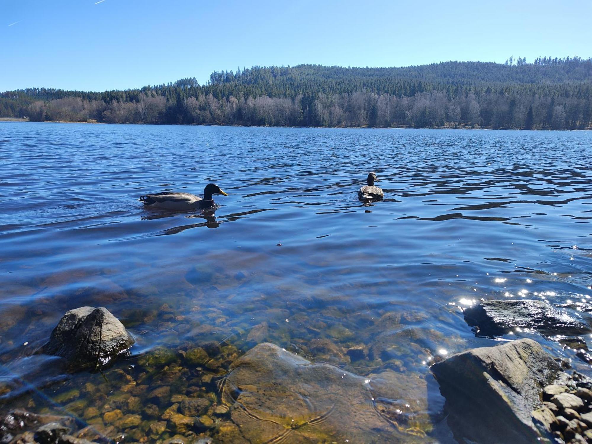 Lipno Pearl 4 Leilighet Lipno nad Vltavou Eksteriør bilde